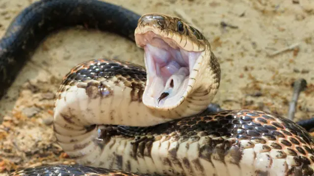 Крысиный полоз Линдхаймера (Elaphe obsoleta lindheimeri)