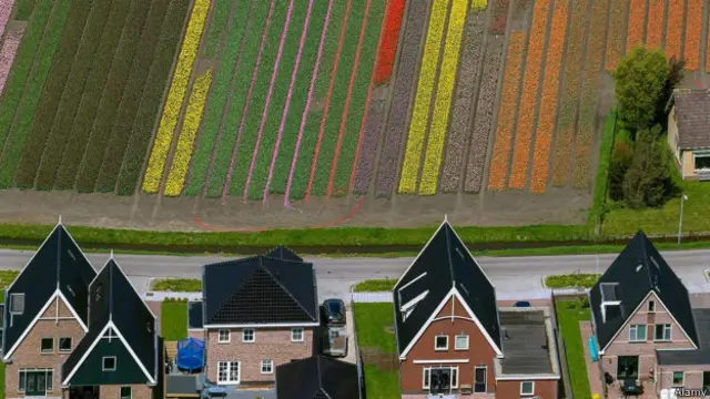 ट्यूलिप्स