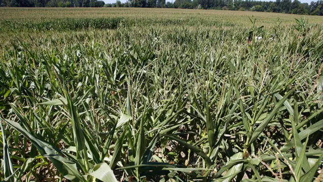 Cultivo genéticamente modificado