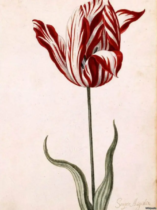 ट्यूलिप्स