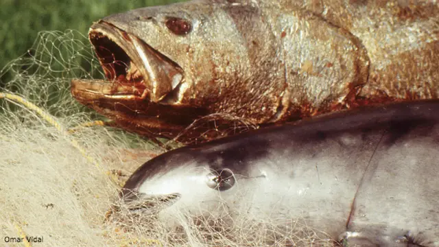 Tototaba y vaquita marina