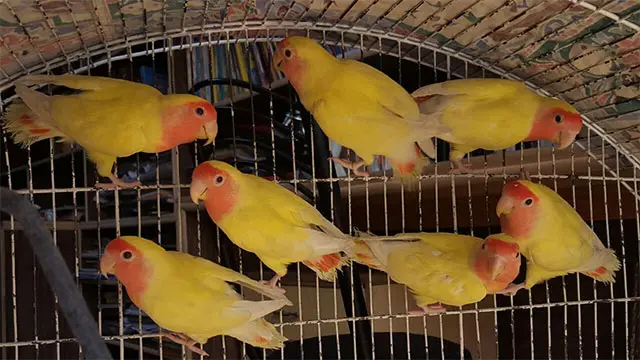 آمنہ کے گھر میں ہر طرف پرندوں کی چہکار سنائی دیتی ہے۔ یہ ان کے چند پالتو طوطے ہیں