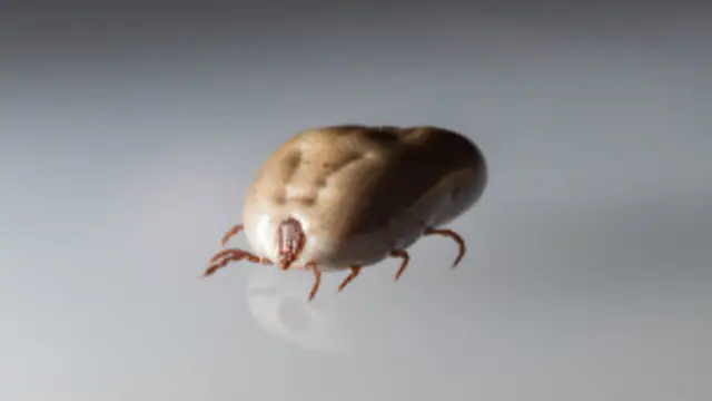 La enfermedad de Lyme es transmitida a través de garrapatas.