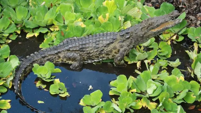 فلوریڈا میں موجود تین میں سے ایک افریقی مگرمچھ