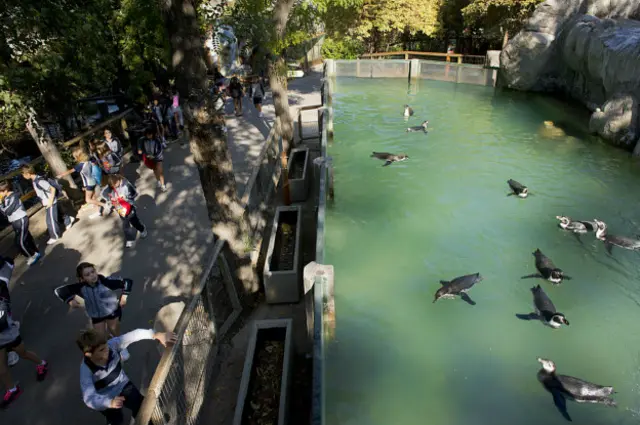 El zoológico con 90 años de historia abarca más de 700 hectáreas de la capital chilena.
