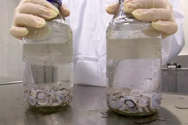 Hasta ahora se han practicado 200 trasplantes de córnea de cerdo en humanos.