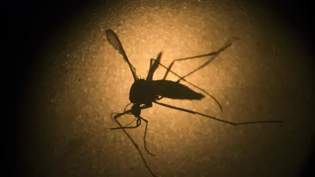 CDC的流行病学家史泰普表示,“犹他州的这起新病例,显示我们对于寨卡病毒尚未完全了解”。