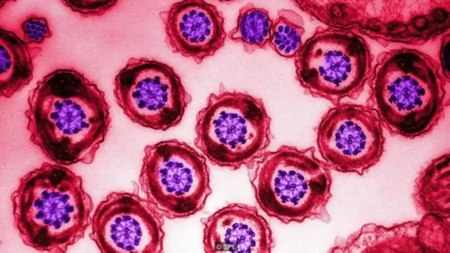 Espermatozoides y óvulos