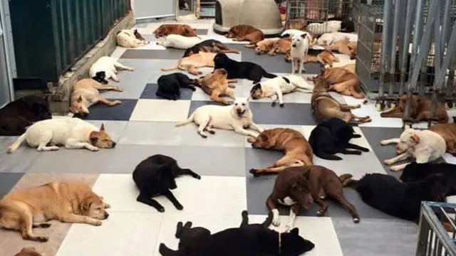 香港流浪狗之家