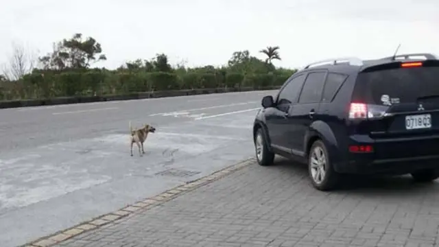 台灣有許多狗四處遊蕩