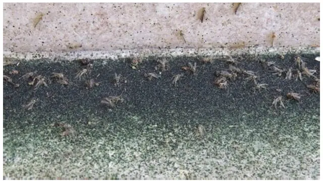 পাশের দূষিত যমুনা নদী থেকে পোকামাকড় আসছে তাজমহলে