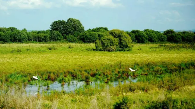 白鷺在黑瞎子島濕地裏凖備起飛(新華社圖片8/2014)