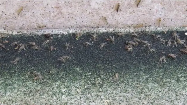 Тож Маҳал деворларидаги зараркунандалардан чиқадиган қолдиқлар.