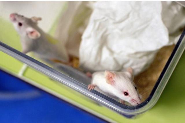  老鼠可以嗅出一系列化学物质的混合物，但人类不行。(图片来源: Getty Images 465915955)