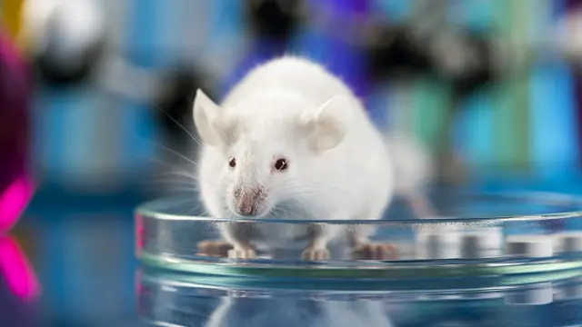 Рецепторы мышей могут улавливать целый ряд химических сигналов, людям же этого не дано