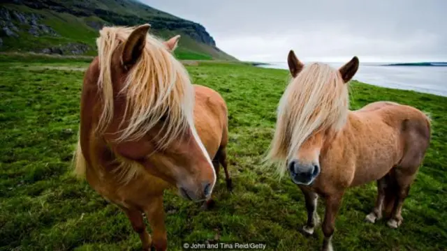 在朗穀（Lon Valley）吃草的冰島小馬 （圖片來源：John and Tina Reid/Getty)