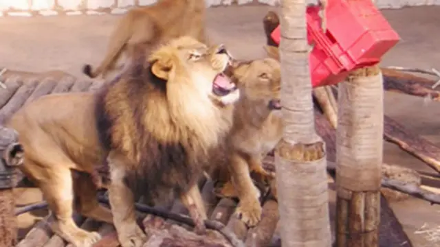 Foto: Parque Metropolitano de Santiago