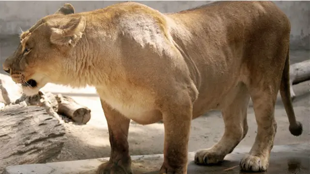 Foto: Parque Metropolitano de Santiago