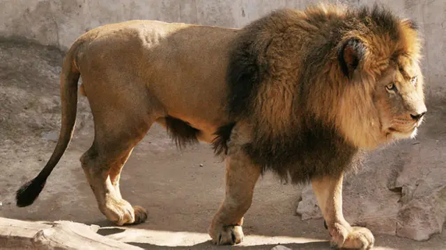 Foto: parque Metropolitano de Santiago