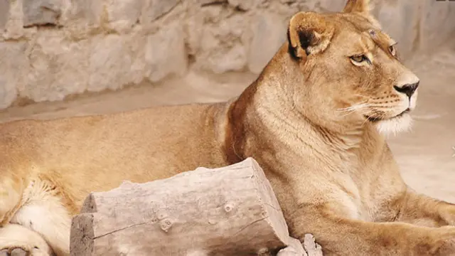 Foto: Parque Metropolitano de Santiago