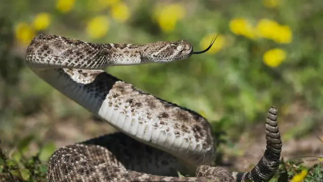 أفعى الجرس الغربية ماسية الظهر