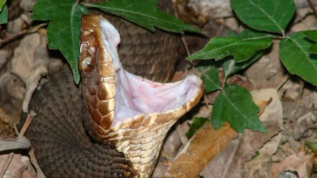 الأفعى الغربية قطنية الفم