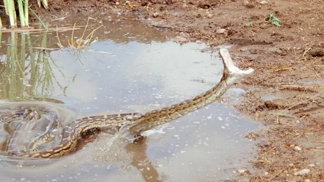 أصلة صخرية أفريقية في وضع الانقضاض