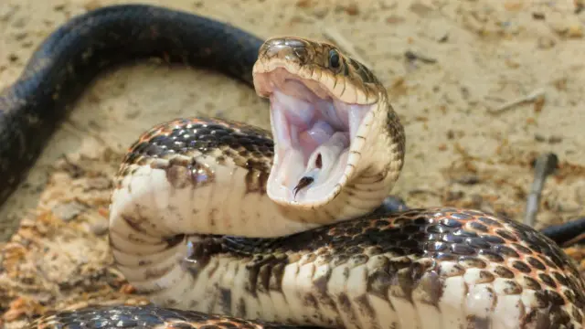 أفعى تكساس آكلة الجرذان