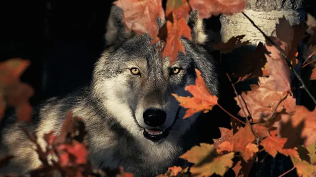 Обыкновенный волк (Canis lupus)