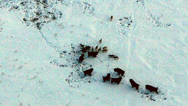 Стая волков охотится на бизона