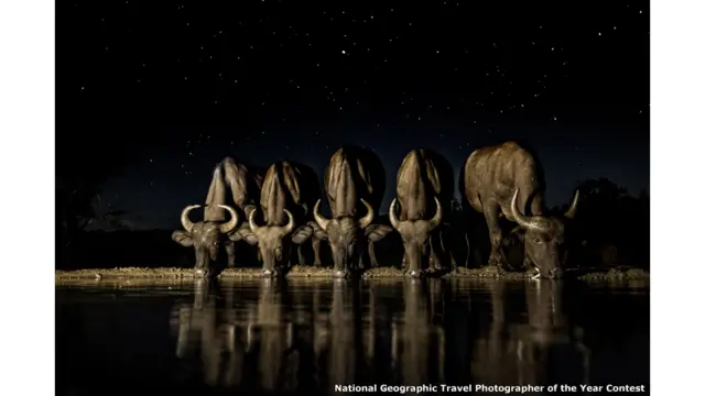 جنوبی آفریقہ میں آدھی رات کے دوران بھینسیں پیاس بجھانے کے لیے پانی پی رہی ہیں۔