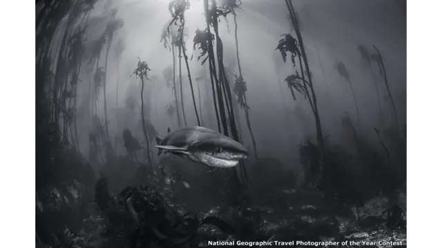 اس تصویروں مقابلے میں حصے لینے کی آخری تاریخ 27 مئی ہے۔ جنوبی افریقہ کے شہر کیپ ٹاؤن کے قریب سائمن ٹاؤن میں شارک کی یہ تصویر ٹریسی جینگز نے بھیجی۔