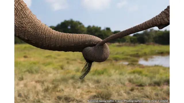 مقابلے میں حصہ لینے والی جنوبی آفریقہ کی تصویر۔ ایک ہاتھی دوسری ہاتھی کی سونڈ پکڑے ہوئے۔