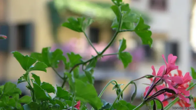Ronnie Danon'un bu fotoğrafı, Floransa'da Arno nehrinin kıyısındaki bir lokantadan çekmiş. Arka plandaki, ünlü Ponte Vecchio köprüsü.
