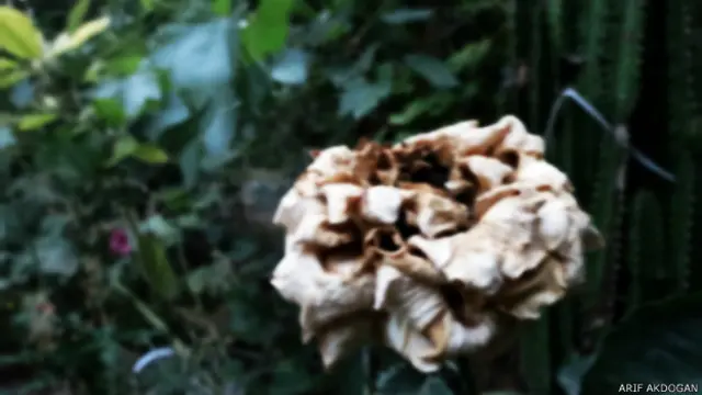 Arif Akdoğan'dan yaprakları dökülmek üzere olan bir gül. Fotoğrafı Taşucu, Mersin'de çekmiş.