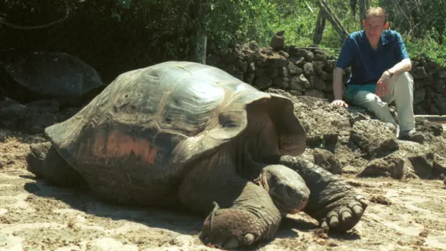 Las tortugas gigántes son una de las principales atracciones de las Islas Galápagos. 