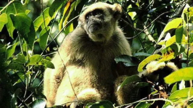 La suba del nivel del mar y el clima extremo se convirtieron en una amenzada para las reservas de Brasil.