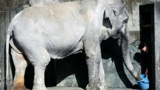 「花子」1954年開始，獨自生活在東京井之頭恩賜公園，長達61年。