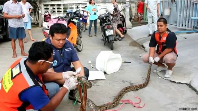 Con trăn dài tới 3m