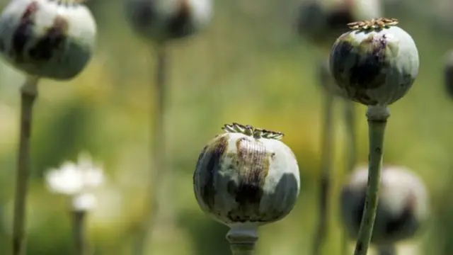 بخش عمده‌ای از درآمد طالبان از داد و ‌ستد تریاک حاصل می‌شود