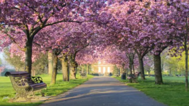 即便只是浏览自然风景图片,也可以促进认知能力的提升