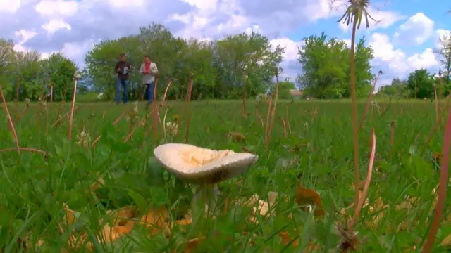 "Грибное" футбольное поле в Володьковой Девице