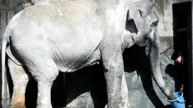 जापान चिड़ियाघर