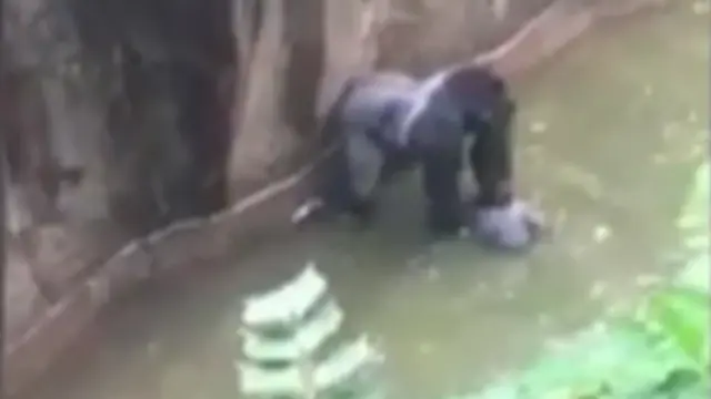 harambe