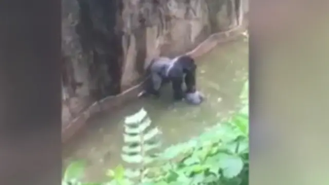 哈拉姆比和小男孩在壕沟中的视频截屏