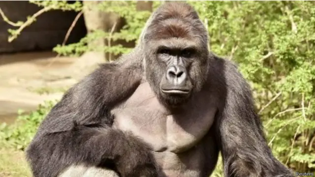 Harambe