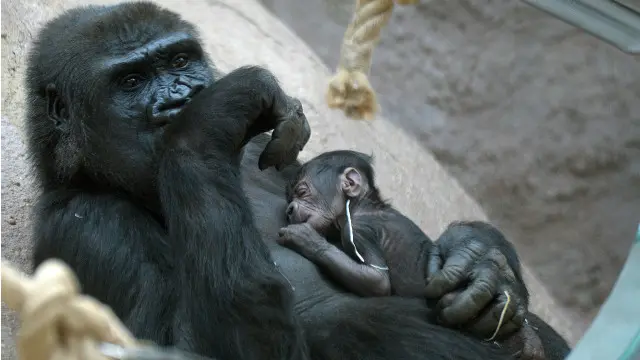 Thể ký sinh trùng sốt rét ác tính có thể lây từ khỉ đột gorilla lên người