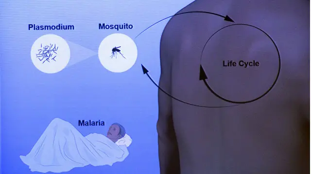 Sự lây lan của bệnh sốt rét vẫn còn là bí ẩn cần nghiên cứu