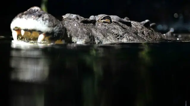 آسٹریلین براڈکاسٹنگ کارپوریشن کے مطابق اس قسم کا مہلک حملہ اس سے قبل سنہ 2009 میں ہوا تھا