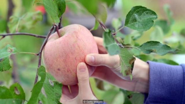 哈萨克森林中所产的很多苹果品种，西方国家都没有。(图片来源: Getty Images)